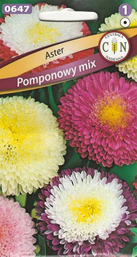 Aster Pomponowy mix