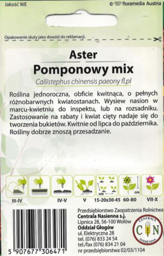 aster_pomponowy_2_